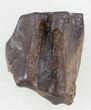 Triceratops Shed Tooth - Montana #38604-1